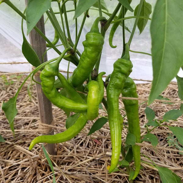 Jimmy Nardello Pepper, 10 Seeds