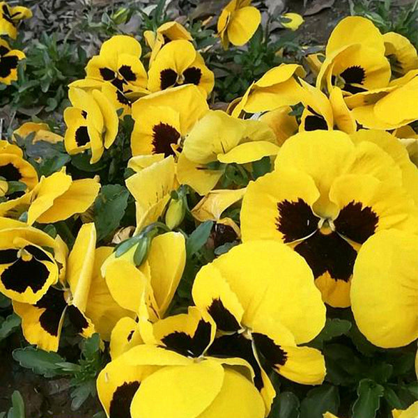 Super Bingo Series Blotched Yellow Pansy Seeds, 100 Seeds