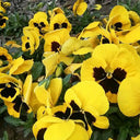 Super Bingo Series Blotched Yellow Pansy Seeds, 100 Seeds