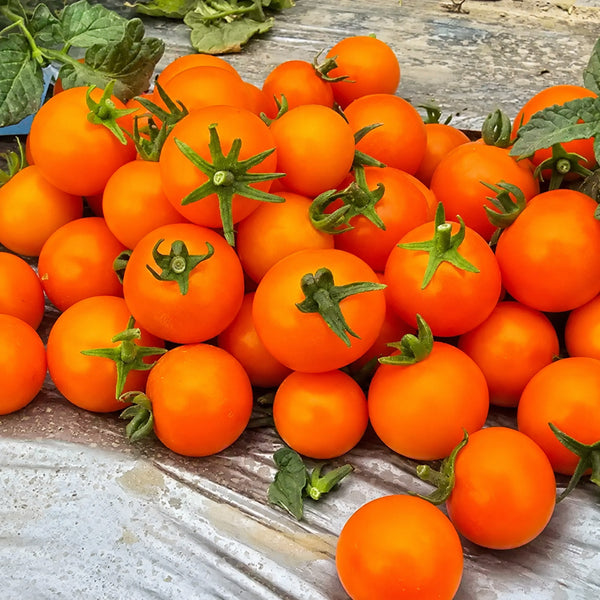 572 Eden Micro No. 3 Tomato, 5 Seeds