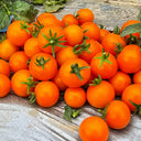 572 Eden Micro No. 3 Tomato, 5 Seeds
