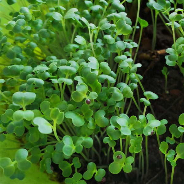 Broccoli Sprouting Seeds, 50g