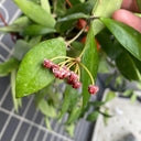 Hoya inconspicua, 1 Cutting