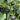Moxiang BeiBei Pumpkin Seeds, 20 Seeds