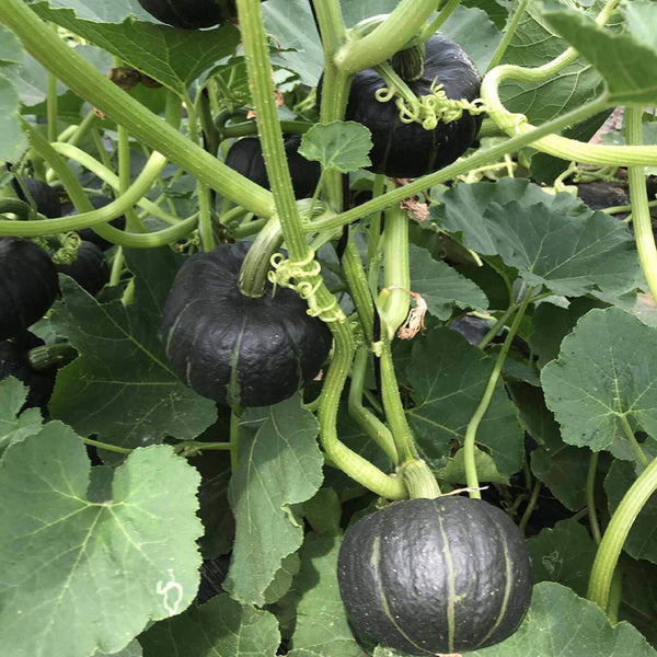 Moxiang BeiBei Pumpkin Seeds, 20 Seeds