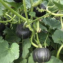 Moxiang BeiBei Pumpkin Seeds, 20 Seeds
