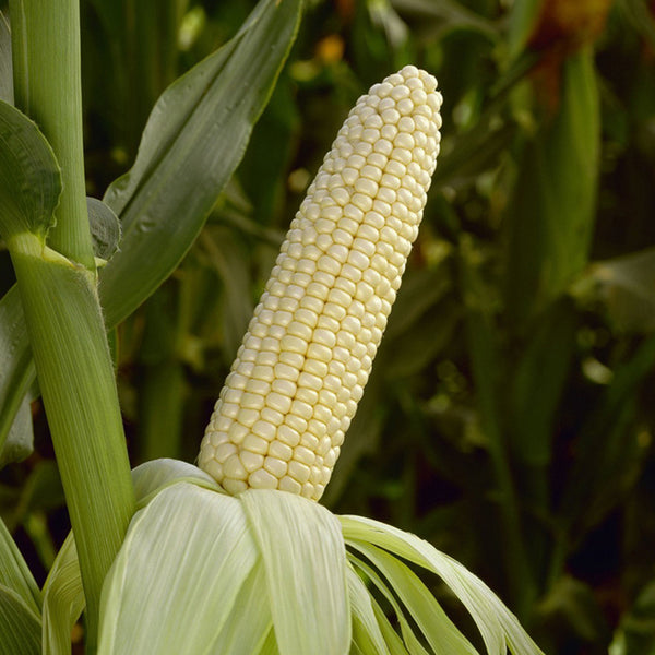 Milk Fruit Sweet Corn Seeds, 30g