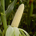 Milk Fruit Sweet Corn Seeds, 30g