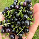 Black Nightshade, 500 Seeds