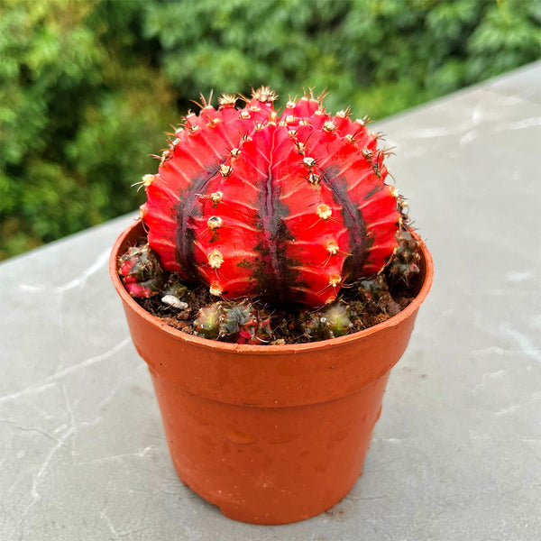Gymnocalycium mihanovichii variegata 'Oil Painting Peony', 5-7cm