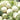 Haoyu Sweet Melon Seeds, 100 Seeds