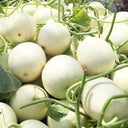 Haoyu Sweet Melon Seeds, 100 Seeds