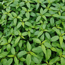 Chaozhou Jute Leaf Seeds, 10g