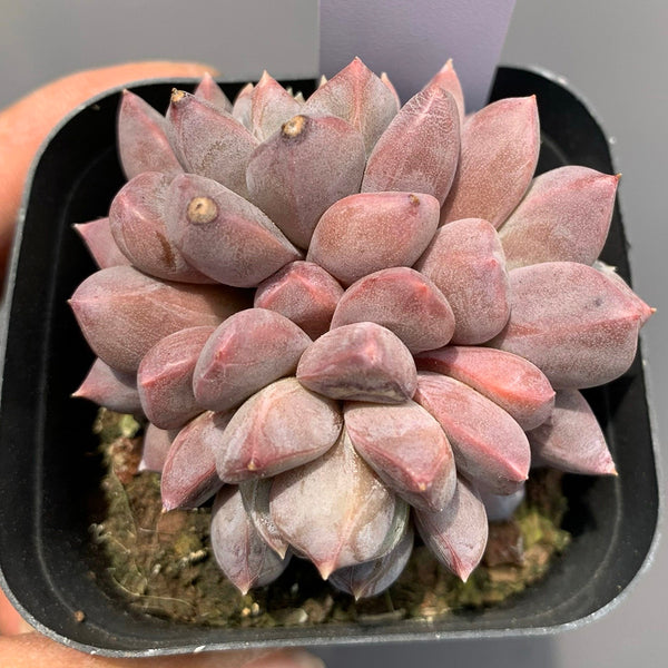 Echeveria cv. 'Illusion', 3pcs x 1-head