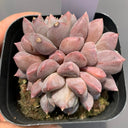 Echeveria cv. 'Illusion', 3pcs x 1-head