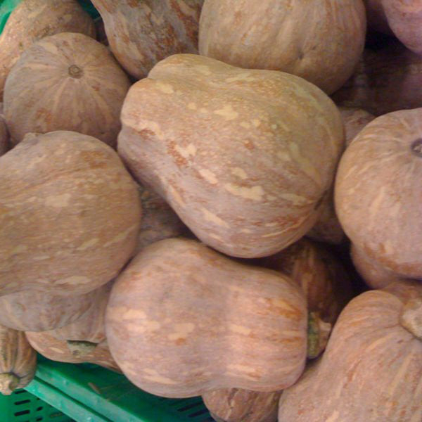 Honey Aroma Mini Pumpkin, 5 Seeds