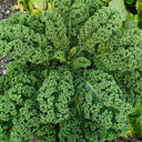 Firenze Kale, 100 Seeds