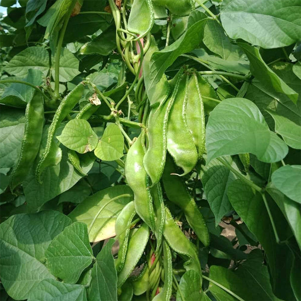 Green Hyacinth Bean Seeds, 5g