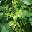 Green Hyacinth Bean Seeds, 5g
