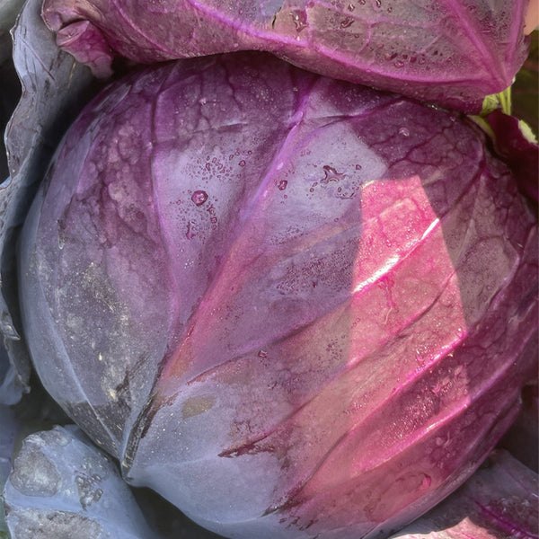 Zifeng Purple Cabbage Seeds, 1g