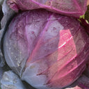 Zifeng Purple Cabbage Seeds, 1g