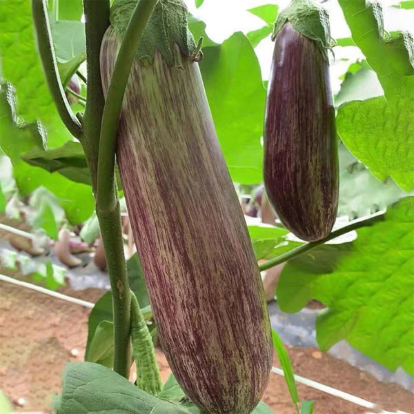 Yu Bamboo-Silk Eggplant No.881 Seeds, 8g
