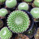Parodia haselbergii subsp. graessneri 'Green', 3-4cm