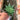 Haworthiopsis limifolia, 4-5cm