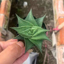 Haworthiopsis limifolia, 4-5cm
