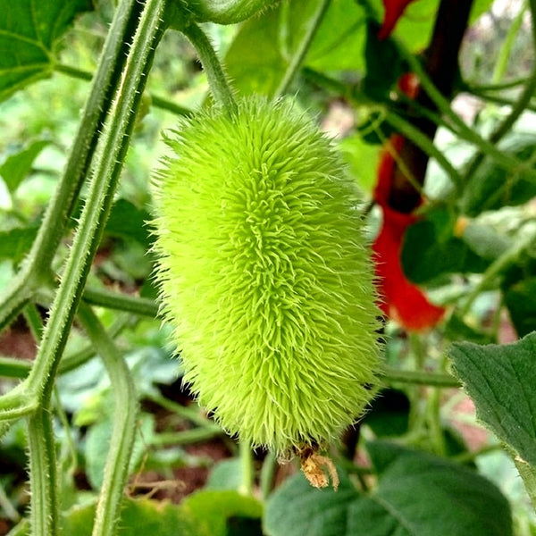 Little Hedgehog Cucumber Seeds, 0.5g