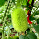 Little Hedgehog Cucumber Seeds, 0.5g