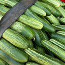 'Bixiu' F1 Fruit Cucumber, 30 Seeds