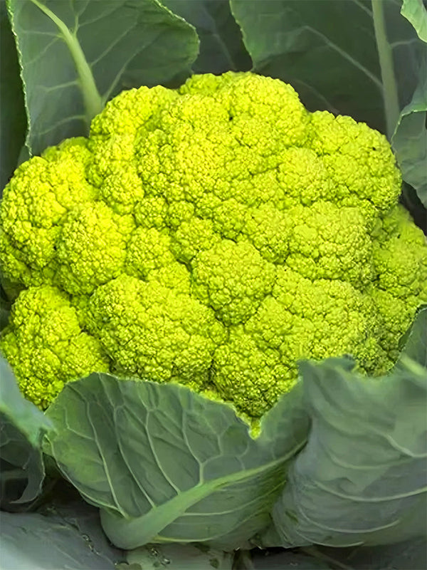 Cauliflower, Colourful Varieties