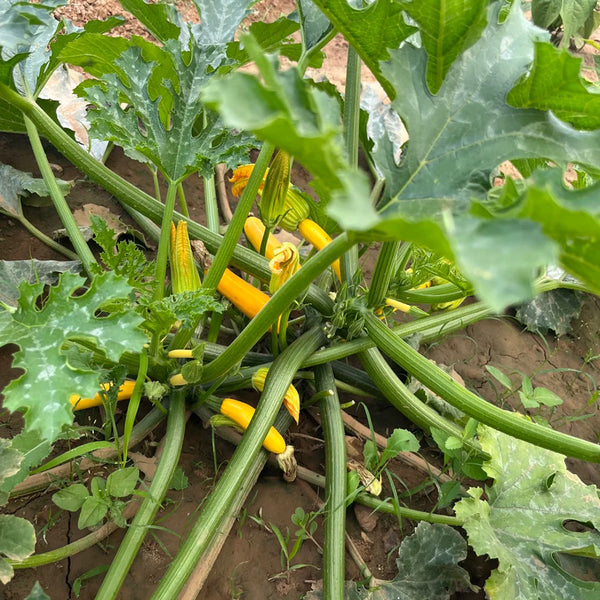 Imperial Concubine Zucchini Seeds, 15 Seeds