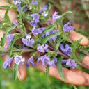 Mountain Mint, 500 Seeds