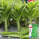 Jade Stem Lettuce Seeds, 10g