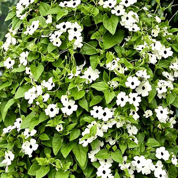 White Sunrise Black Eyed Susan Vine, 5 Seeds