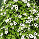 White Sunrise Black Eyed Susan Vine, 5 Seeds