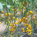 Charlotte Cherry Tomato, 5 Seeds