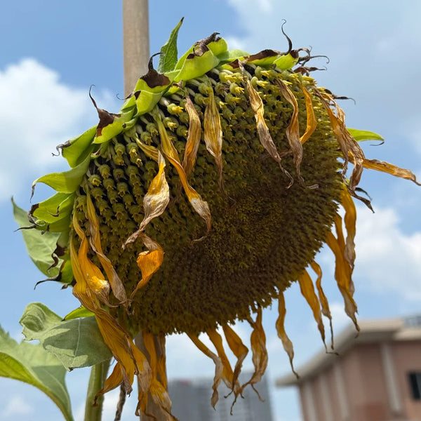 Large-seeded Edible Sunflower Seeds, 10g