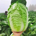 Improved 'Qingza No.3' Chinese Cabbage Seeds, 5g