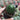 Echinopsis Hybrid 'Heijingang', 3-4cm