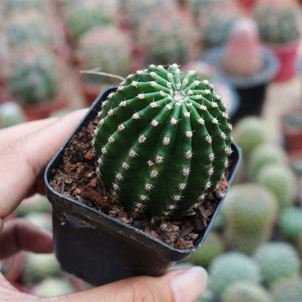 Echinopsis Hybrid 'Heijingang', 3-4cm
