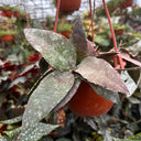 Hoya caudata, 1 Cutting