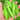 'Cuibao 616' Snow Pea Seeds, 30g