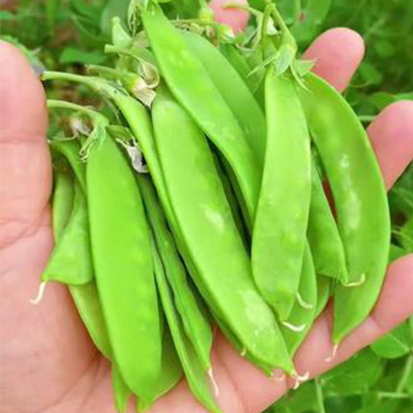 'Cuibao 616' Snow Pea Seeds, 30g