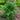 Garden Lovage, 100 Seeds