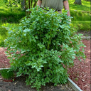 Garden Lovage, 100 Seeds