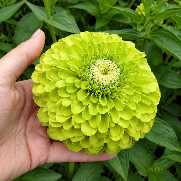 W1349 Envy Zinnia, 100 Seeds