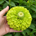 W1349 Envy Zinnia, 100 Seeds